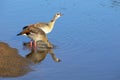 Egyptian goose (Alopochen aegyptiaca) Royalty Free Stock Photo