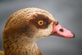 Egyptian goose Alopochen aegyptiaca in Kelsey Park, Beckenham, London