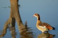 Egyptian goose (Alopochen aegyptiaca) Royalty Free Stock Photo