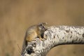 Tree Squirrel (Paraxerus cepapi)