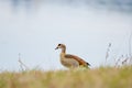Egyptian Goose - Alopochen Aegyptiaca - A Large Water Bird From The Duck Family With Colorful Plumage, The Bird Stands