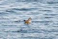 Egyptian Goose - Alopochen Aegyptiaca - A Large Water Bird From The Duck Family With Colorful Plumage, It Swims