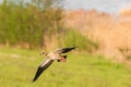 Egyptian Goose - Alopochen Aegyptiaca - A Large Water Bird Of The Duck Family, Flies Over The Meadow On A Sunny Summer Day