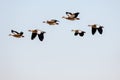 Egyptian Goose - Alopochen Aegyptiaca - A Large Water Bird Of The Duck Family, A Small Flock Of Colorful Plumage In Flight