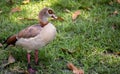 Egyptian Goose