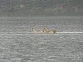 The Egyptian goose on rimov reservoir czech republic