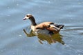 Egyptian goose Alopochen aegyptiaca on a river