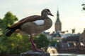 Egyptian goose, alopochen aegyptiaca, standing in front The Hague city skyline background