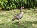 Egyptian Goose Alopochen aegyptiaca Standing Beside Bush in Grass