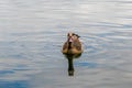 Egyptian Goose, Alopochen Aegyptiaca, Swimming On A Lake With Reflection