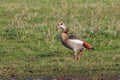 Egyptian Goose - Alopochen aegyptiaca walking on a wetland.