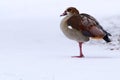 Egyptian goose (Alopochen aegyptiaca) in the winter in nature. Duck in snow