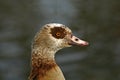 Egyptian Goose, Alopochen aegyptiacus