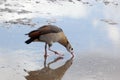 Egyptian Goose, Alopochen aegyptiacus