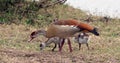 Egyptian Goose, alopochen aegyptiacus, Adult and Goslings,