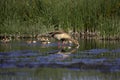 Egyptian Goose, alopochen aegyptiacus, Adult with Goslings standing in Water, Kenya