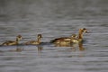 Egyptian Goose, alopochen aegyptiacus, Adult with Goslings standing in Water, Kenya Royalty Free Stock Photo