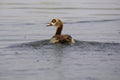 Egyptian Goose, alopochen aegyptiacus, Adult standing in Water, Kenya