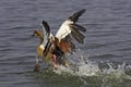 Egyptian Goose, alopochen aegyptiacus, Adult Taking off from Water, Kenya