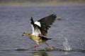 Egyptian Goose, alopochen aegyptiacus, Adult Taking off from Water, Kenya