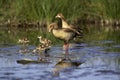 Egyptian Goose, alopochen aegyptiacus, Adults with Chicks standing in Water, Kenya Royalty Free Stock Photo