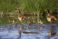 Egyptian Goose, alopochen aegyptiacus, Adults with Chicks standing in Water, Kenya Royalty Free Stock Photo