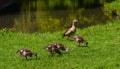 Egyptian goose Alopochen aegyptiacus Adults and goslings. Baden Baden, Baden Wuerttemberg, Germany Royalty Free Stock Photo