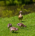 Egyptian goose Alopochen aegyptiacus Adults and goslings. Baden Baden, Baden Wuerttemberg, Germany Royalty Free Stock Photo