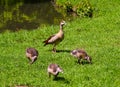 Egyptian goose Alopochen aegyptiacus Adults and goslings. Baden Baden, Baden Wuerttemberg, Germany Royalty Free Stock Photo
