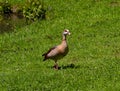 Egyptian goose Alopochen aegyptiacus Adults and goslings. Baden Baden, Baden Wuerttemberg, Germany Royalty Free Stock Photo