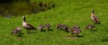 Egyptian goose Alopochen aegyptiacus Adults and goslings. Baden Baden, Baden Wuerttemberg, Germany Royalty Free Stock Photo