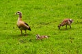 Egyptian goose Alopochen aegyptiacus Adults and goslings. Baden Baden, Baden Wuerttemberg, Germany Royalty Free Stock Photo