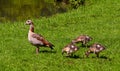 Egyptian goose Alopochen aegyptiacus Adults and goslings. Baden Baden, Baden Wuerttemberg, Germany Royalty Free Stock Photo