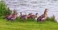 Egyptian goose, alopochen aegyptiacus,and babies Royalty Free Stock Photo