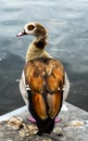 Egyptian Goose (Alopochen aegyptiacus)