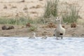 Egyptian goose family in water Royalty Free Stock Photo