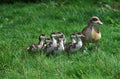 EGYPTIAN GOOSE alopochen aegyptiacus, FEMALE WITH CHIKS Royalty Free Stock Photo