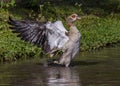 Egyptian Goose Alopochen aegyptiacus flapping its wings