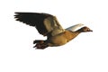 The Egyptian goose Alopochen aegyptiacus flying. Egyptian goose isolated in white