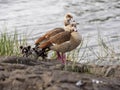 Egyptian Goose, Alopochen aegyptiacus, with goose at lake, Awassa, Ethiopia