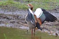 Egyptian goose (Alopochen aegyptiacus) Royalty Free Stock Photo