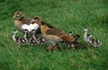 EGYPTIAN GOOSE alopochen aegyptiacus, MALE WITH FEMALE AND CHICKS Royalty Free Stock Photo