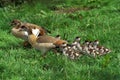 Egyptian Goose, alopochen aegyptiacus, Male with Female and Goslings Royalty Free Stock Photo