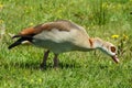 Egyptian Goose Alopochen aegyptiacus