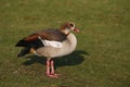 Egyptian goose, Alopochen aegyptiacus