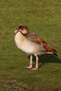 Egyptian goose, Alopochen aegyptiacus