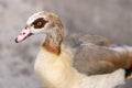 Egyptian Goose Alopochen aegyptiacus - Nilgans Royalty Free Stock Photo