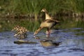 Egyptian Goose, alopochen aegyptiacus, Pair with Goslings standing in Water, Kenya