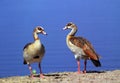 Egyptian Goose, alopochen aegyptiacus, Pair standing near Water, Kenya Royalty Free Stock Photo