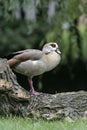 Egyptian goose, Alopochen aegyptiacus